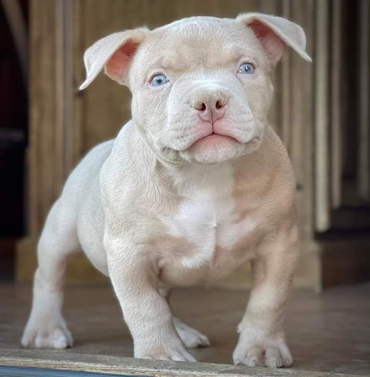 Thumbnail: Pocket American Bully Puppies 