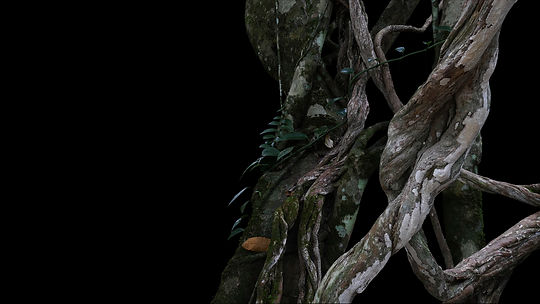 Twisted wild liana big jungle vines plant with moss, lichen and wild climbing orchid leave