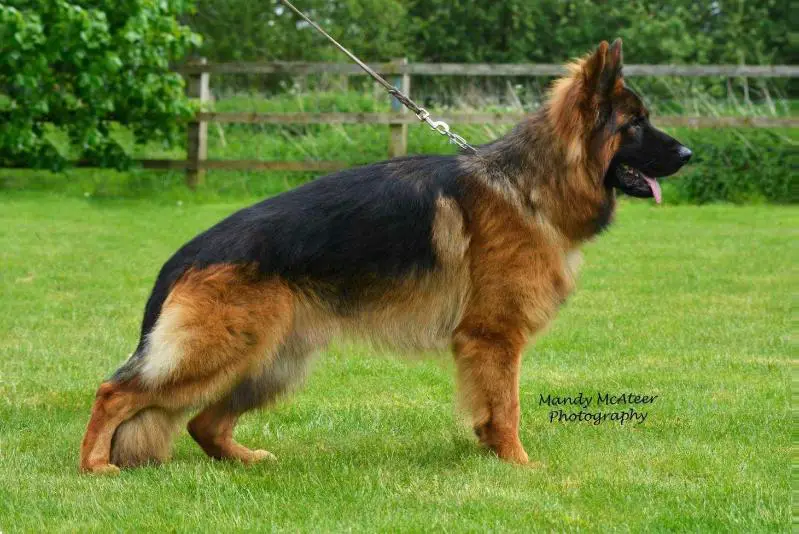 Kuba v Polastern.webp