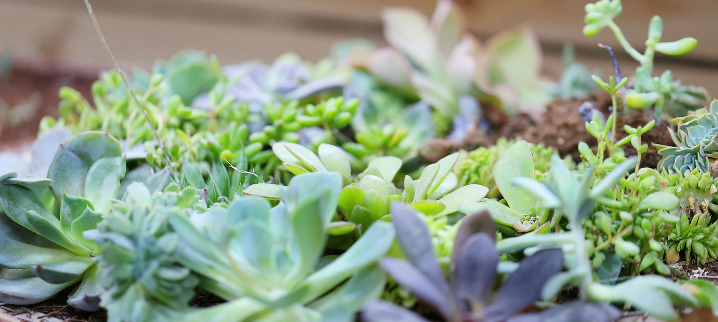 Growing Plants