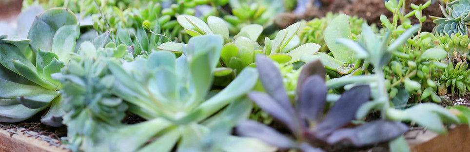 Plantas creciendo