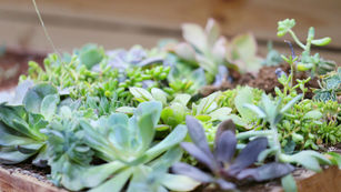  【2026年】対象関係論セミナーのご案内