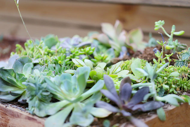 Plantas creciendo