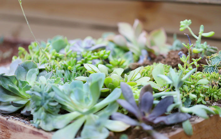 成長する植物