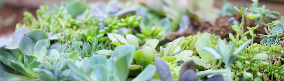 Growing Plants