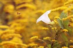Winzige solitäre Wespe fliegt zu einer blühenden Zaunwinde (Weiße Blüte), es blüht gelb die kanadisc