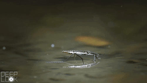 DL414-Striders-row-slow.gif