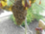 rye hill swarm