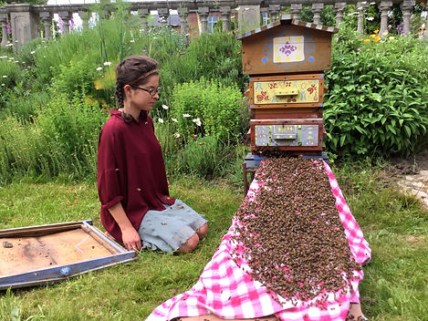 a honeybee swarm