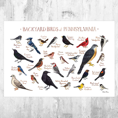 bird whiteページ Pennsylvania Backyard Birds Field Guide | VIX Emporium