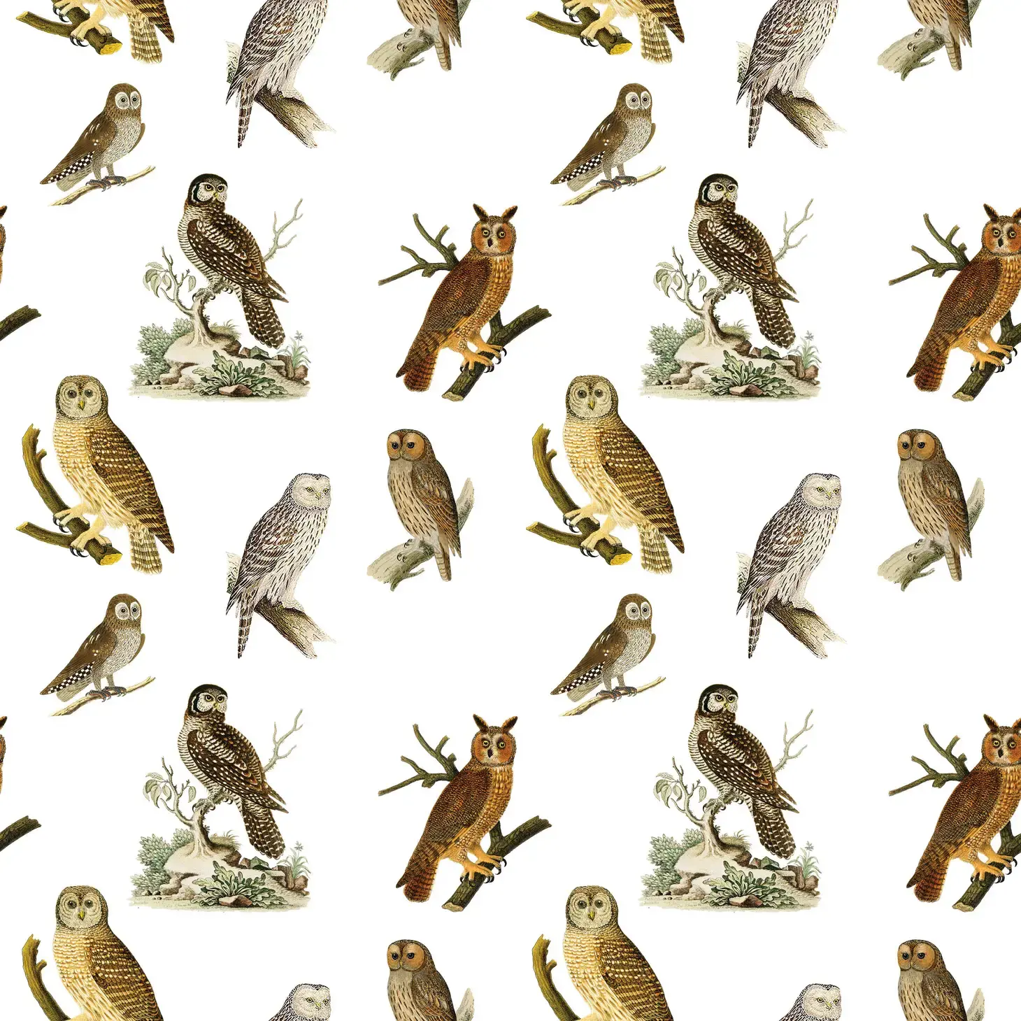 Owls Giftwrap by Fairhope