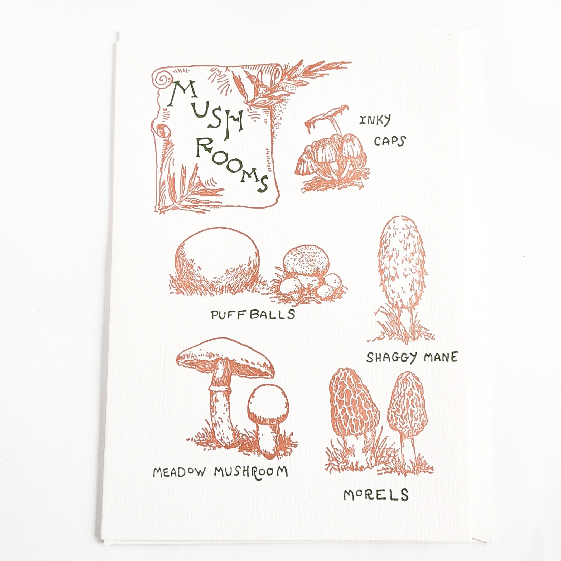 Mushroom Guide