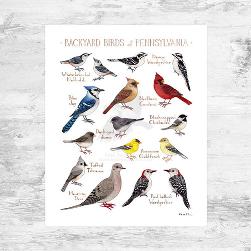Pennsylvania Backyard Birds Field Guide Mini (8