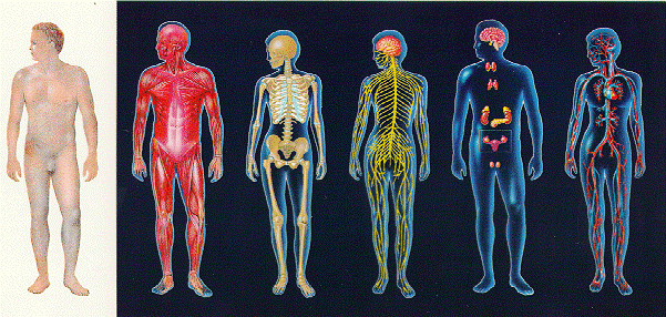 el cuerpo humano.gif