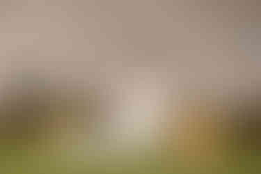 GALERIE PHOTOS - ROBE GISELLE