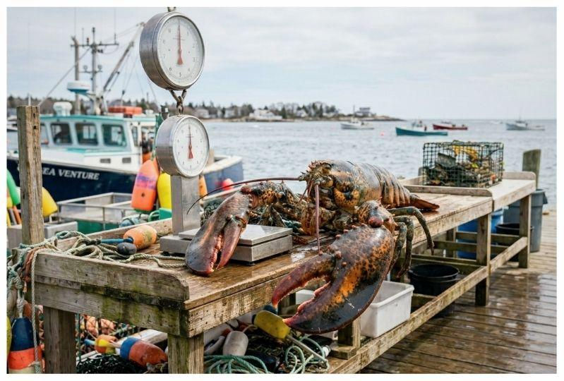 Grow like a Lobster