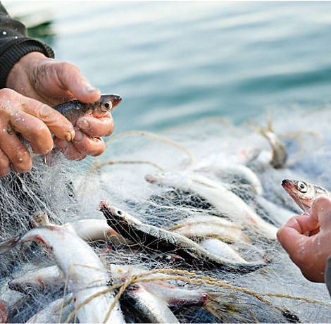 Fishnet image 2.jpg