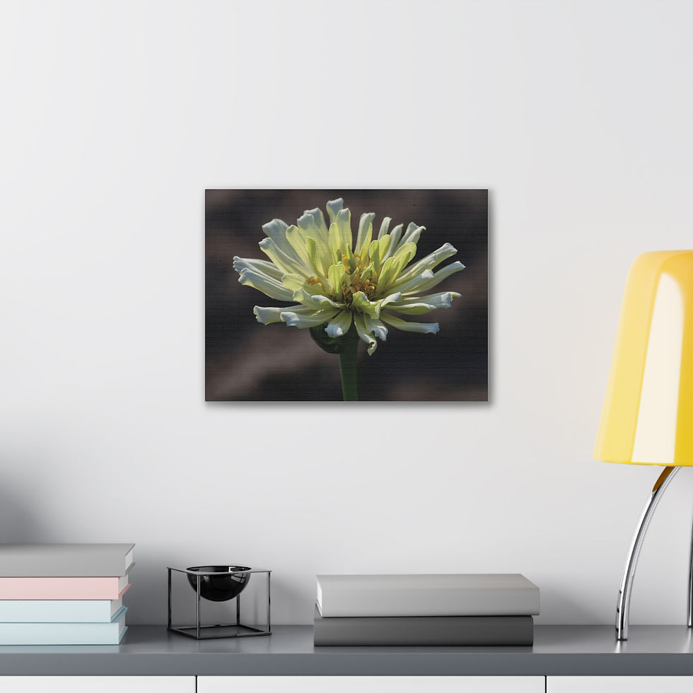 Thumbnail: White Zinnia Canvas Print