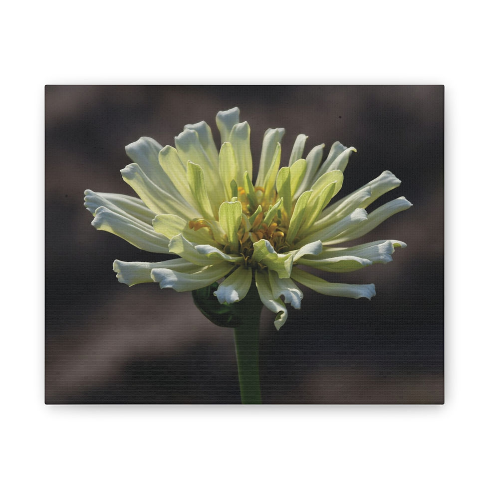 White Zinnia Canvas Print
