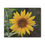 Thumbnail: Small Sunflower Canvas Print