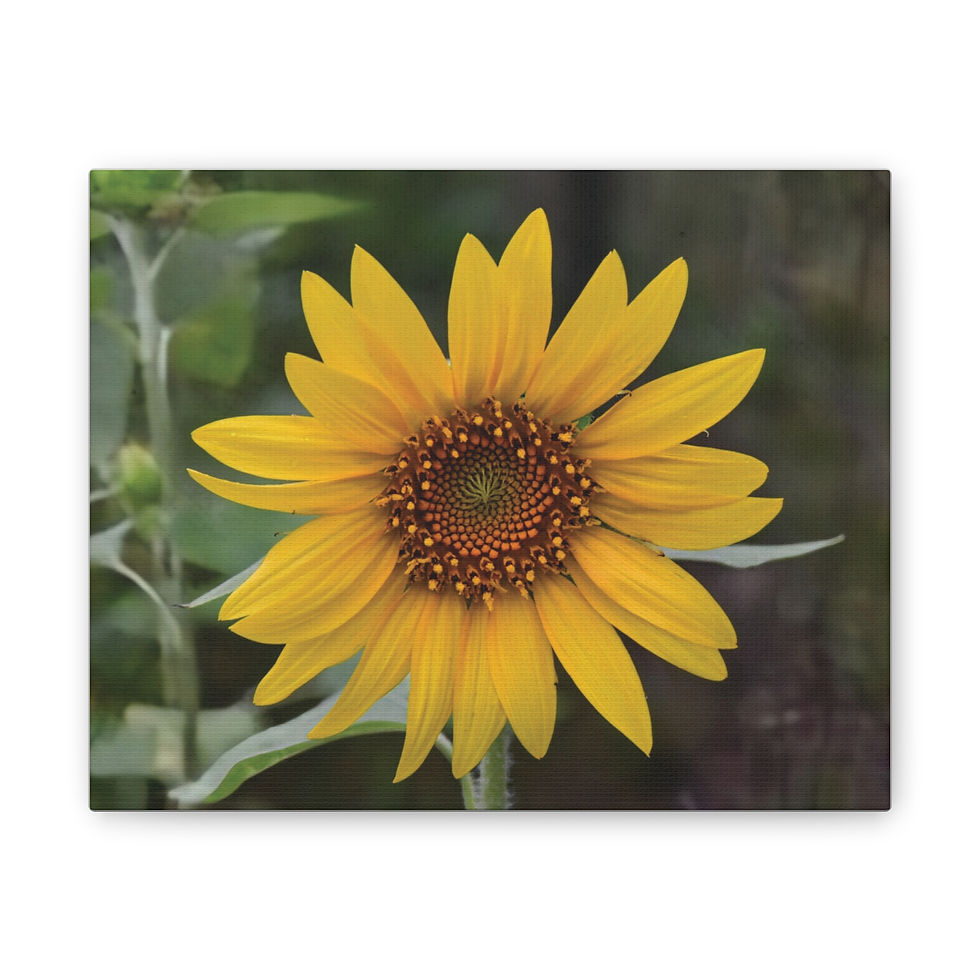Small Sunflower Canvas Print