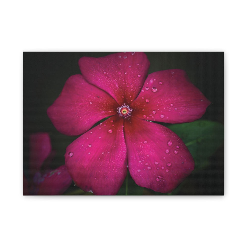 Thumbnail: Dewdrops on Vinca Canvas Print