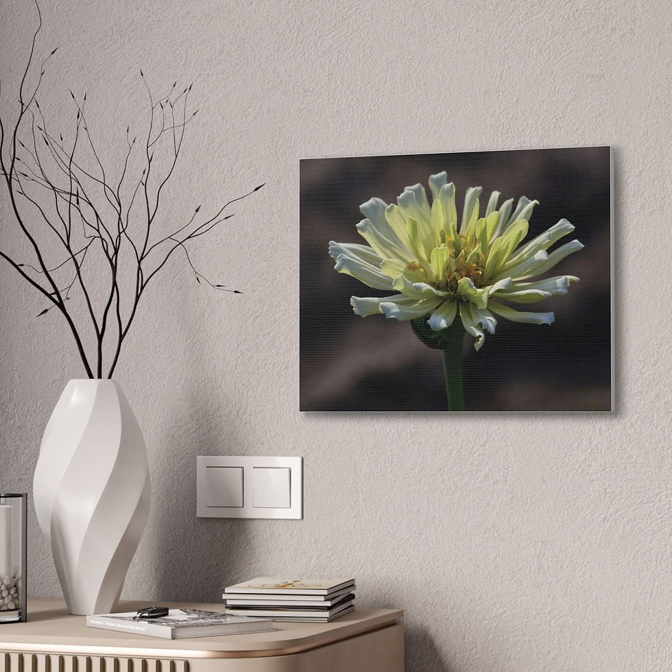 Thumbnail: White Zinnia Canvas Print