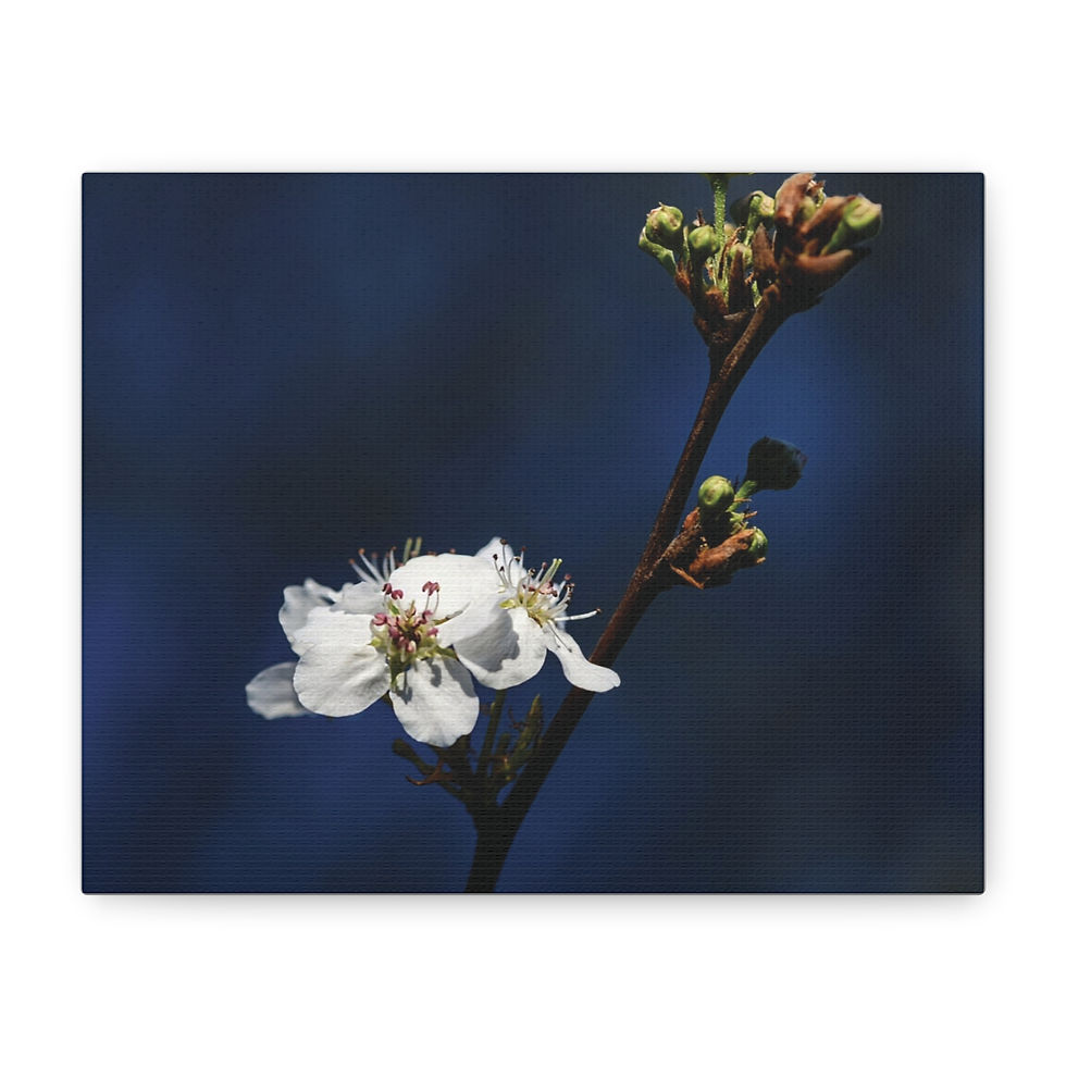 Blue Hour Pear Blooms Canvas Print