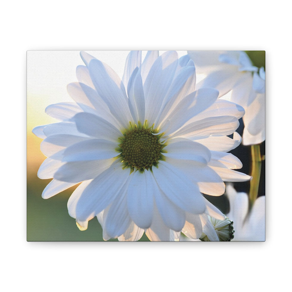 White Daisy Canvas Print