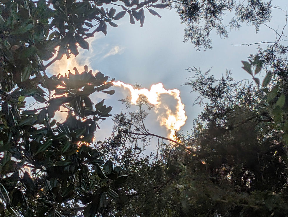Heaven Through the Trees