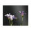 Thumbnail: Clover #1 Canvas Print