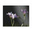 Thumbnail: Clover #3 Canvas Print