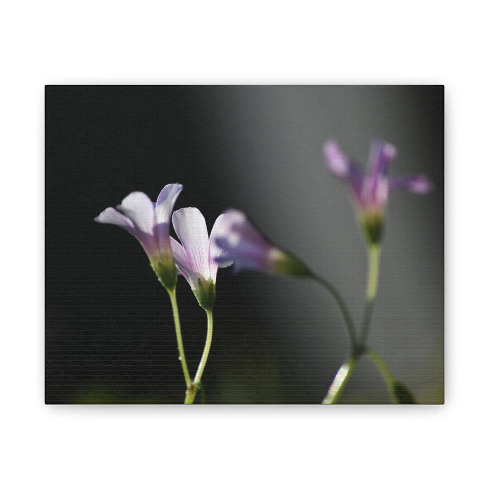 Clover #3 Canvas Print