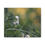 Thumbnail: Peas in Bloom Canvas Print