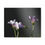 Thumbnail: Clover #2 Canvas Print