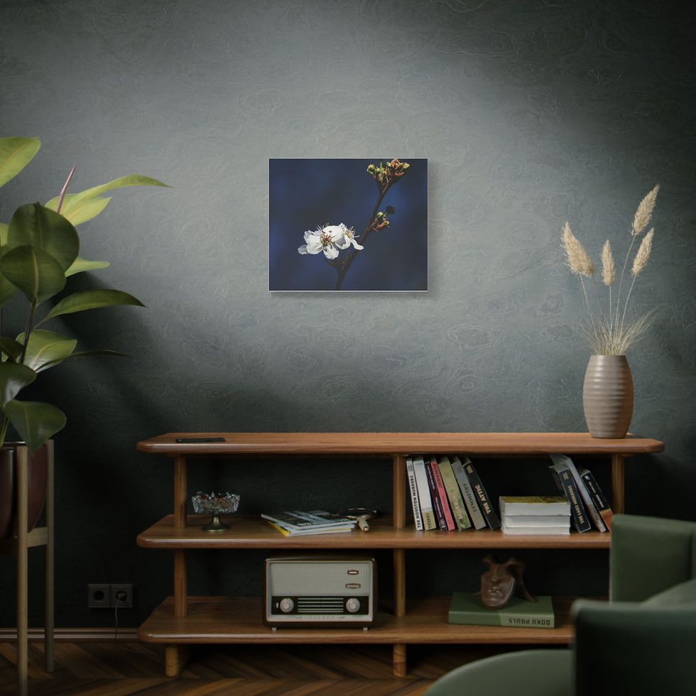 Thumbnail: Blue Hour Pear Blooms Canvas Print