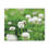 Thumbnail: Busy Bee Canvas Print
