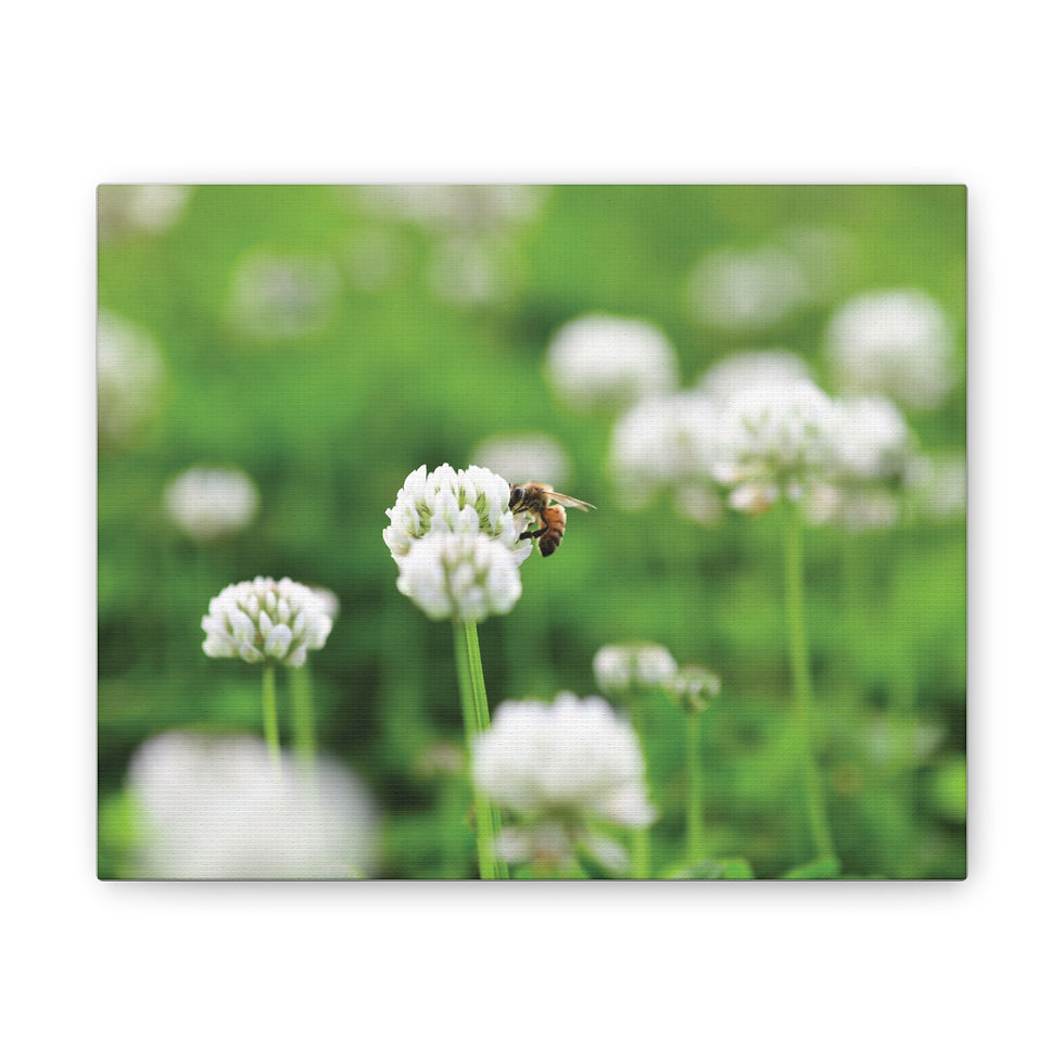 Busy Bee Canvas Print