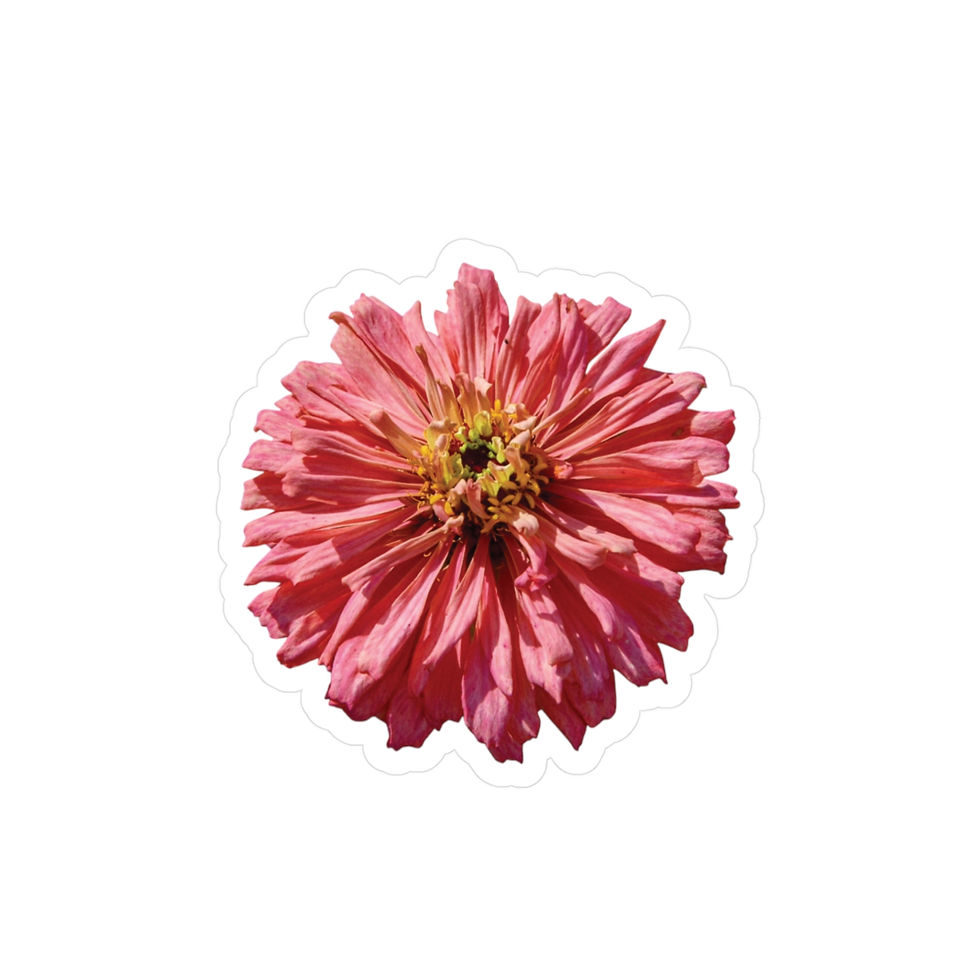 Pink Ruffle Zinnia Vinyl Decal