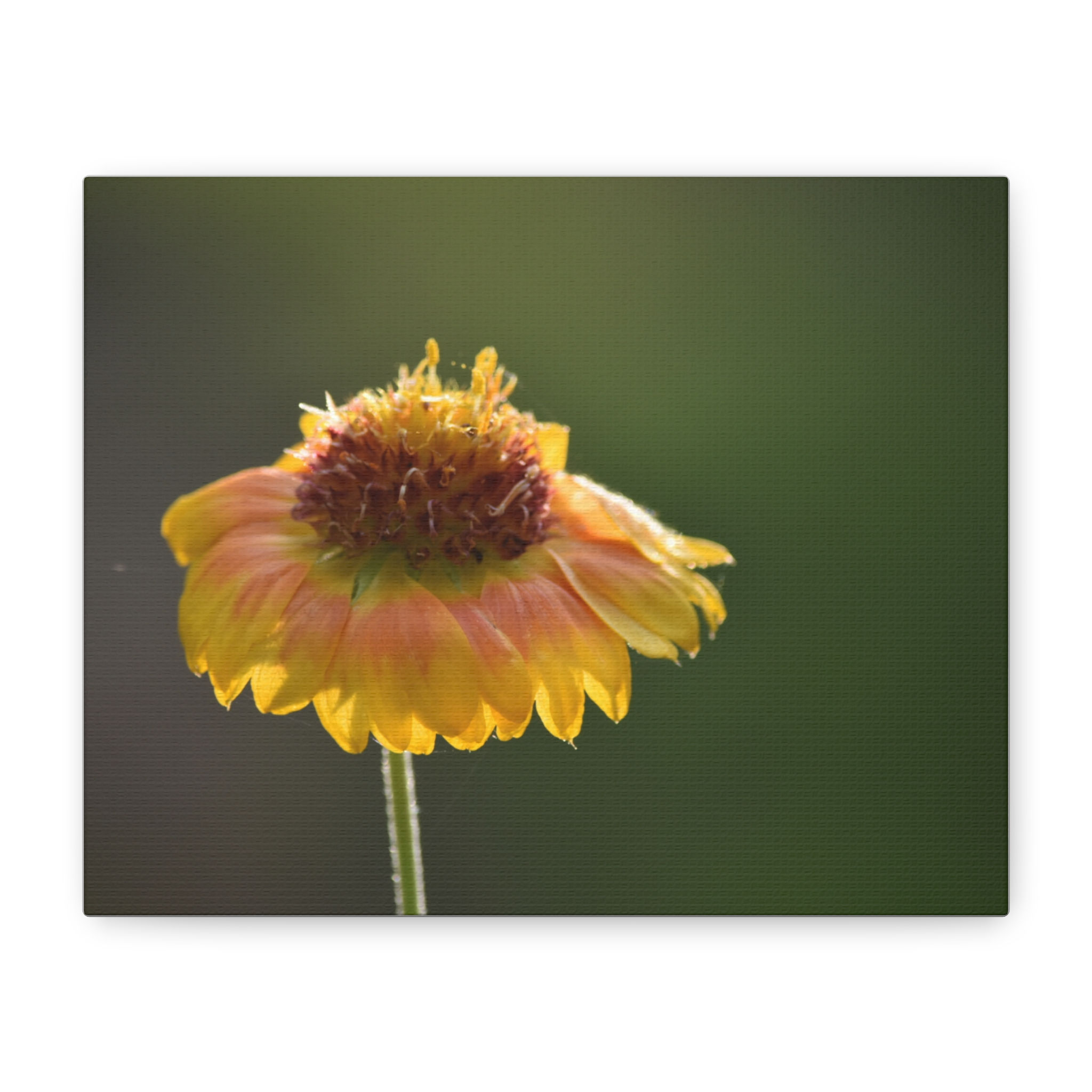 Sunshine After the Rain Canvas Print
