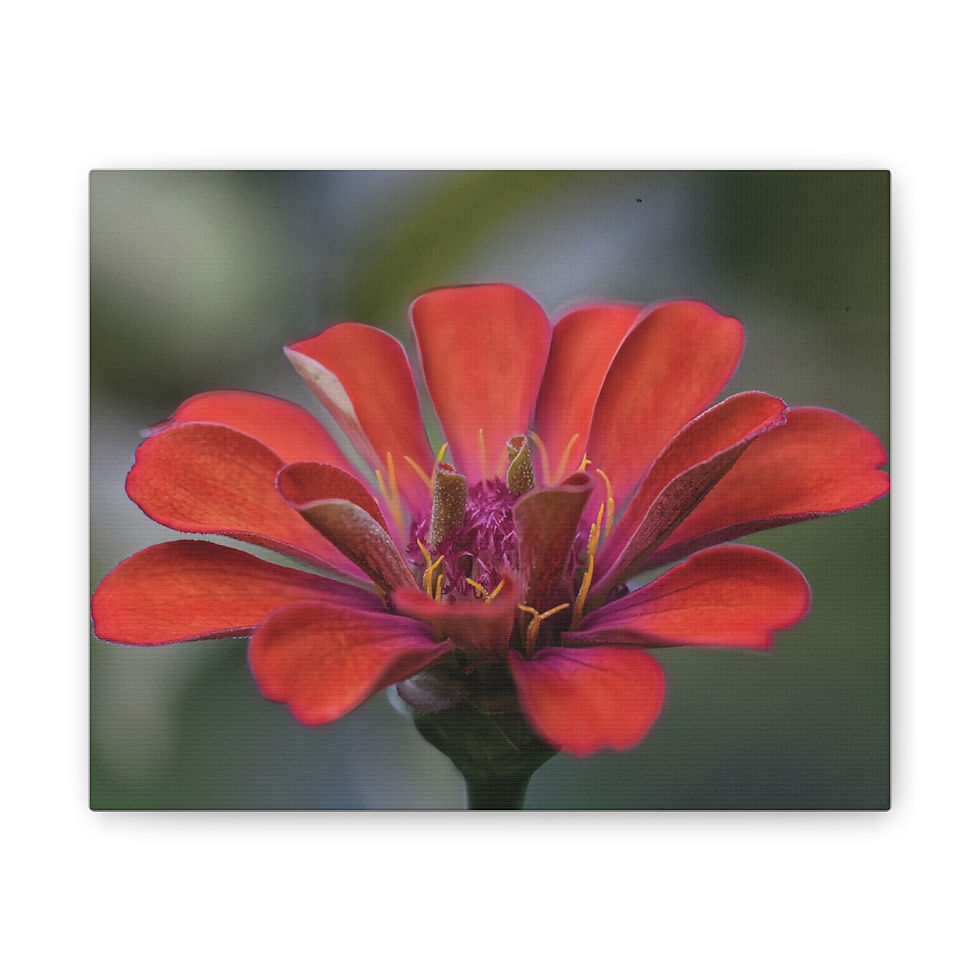 Red Zinnia Canvas Print