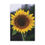 Thumbnail: Sunflower Canvas Print