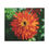Thumbnail: Bright Orange Zinnia Canvas Print