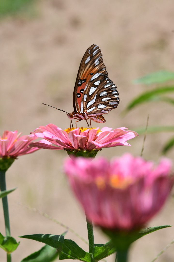 Butterfly on Zinnia