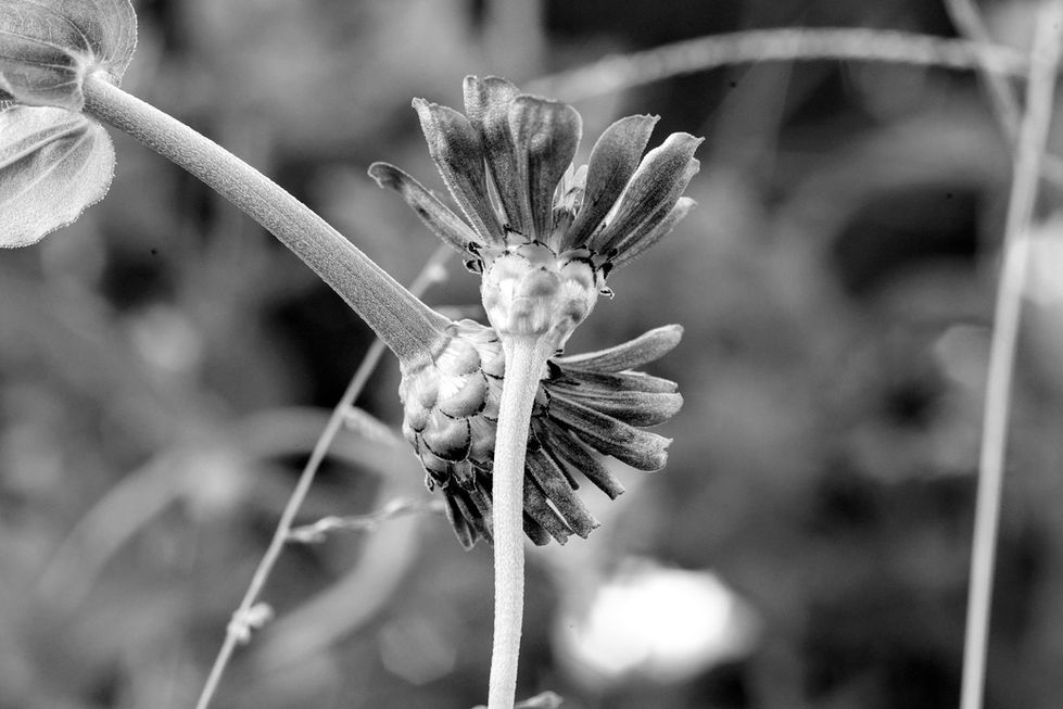 Flower Caress
