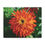 Thumbnail: Bright Orange Zinnia Canvas Print