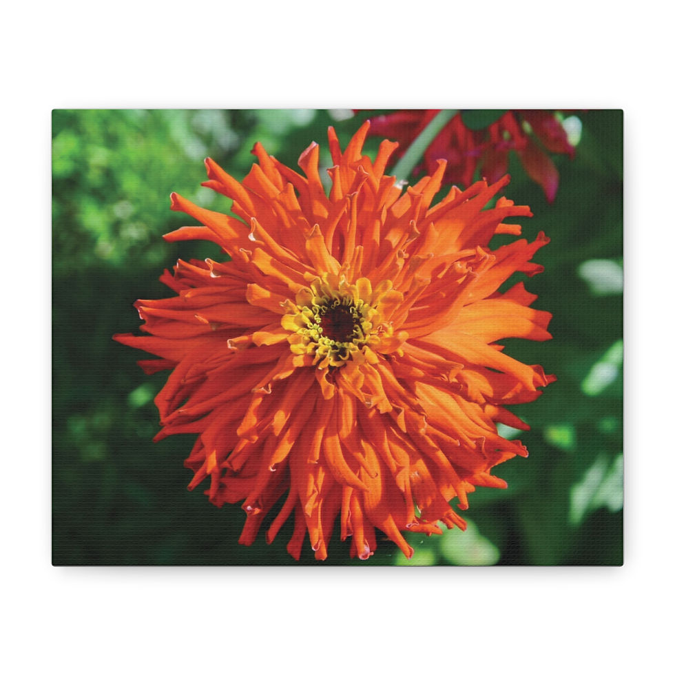 Bright Orange Zinnia Canvas Print