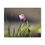 Thumbnail: Clover Bloom Canvas Print