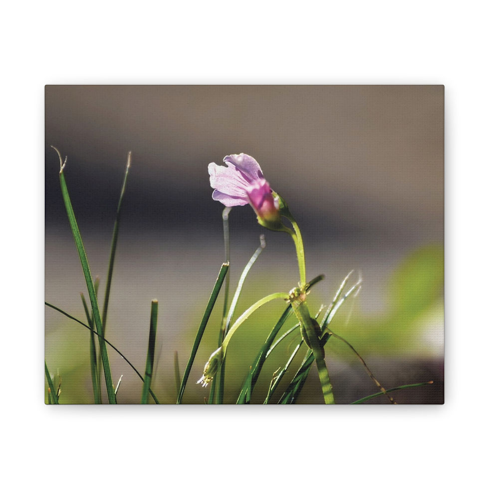 Clover Bloom Canvas Print
