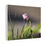 Thumbnail: Clover Bloom Canvas Print